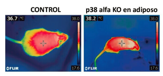 Descubren el interruptor para controlar la obesidad y la diabetes