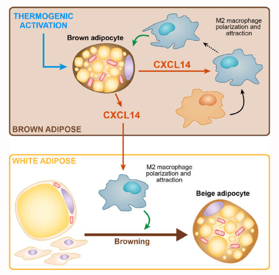 Descubren que la proteína CXCL14 es secretada por el tejido adiposo marrón y podría tener un efecto beneficioso sobre la obesidad y la diabetes