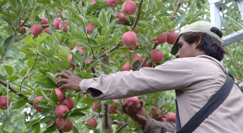 La producción de frutas y verduras solo alcanza para la mitad de los argentinos