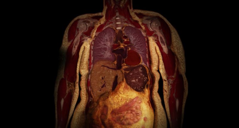 Los peligros de la grasa oculta: el ejercicio es la mejor defensa contra la grasa abdominal