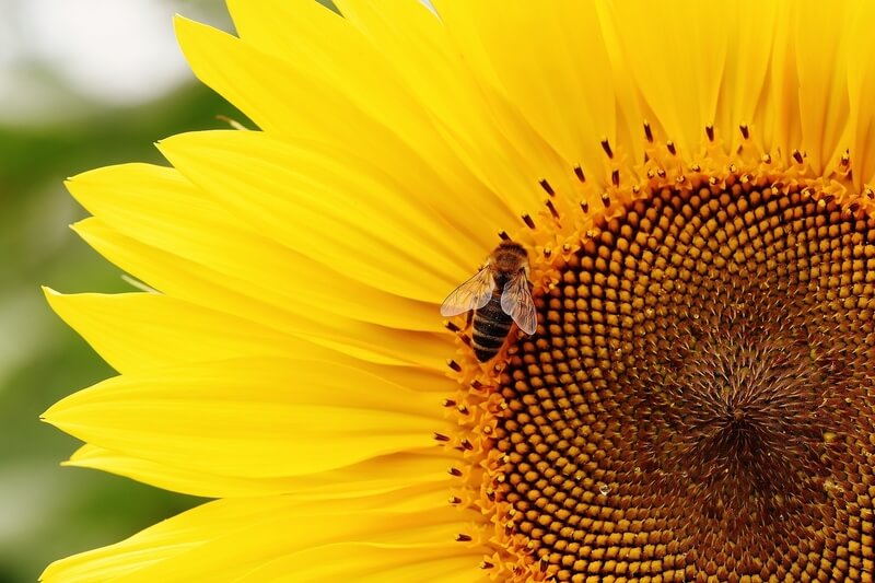 La biodiversidad crucial para nuestra alimentación y agricultura desaparece día a día