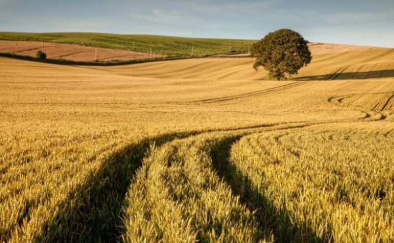 Para 2050 se necesitará un 80% más de alimentos