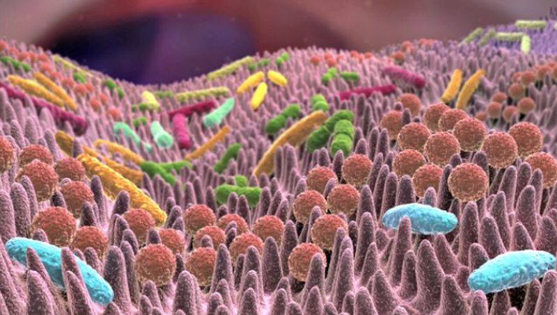 Una bacteria en la flora intestinal ayudaría a evitar la obesidad