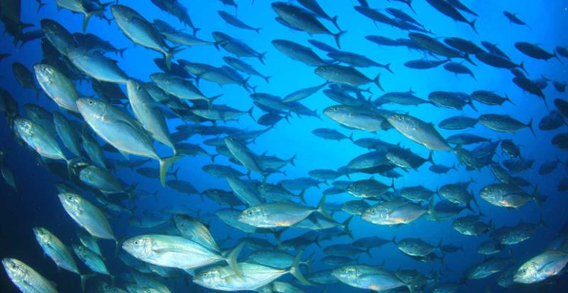 El cambio climático aumenta la exposición humana al mercurio del pescado