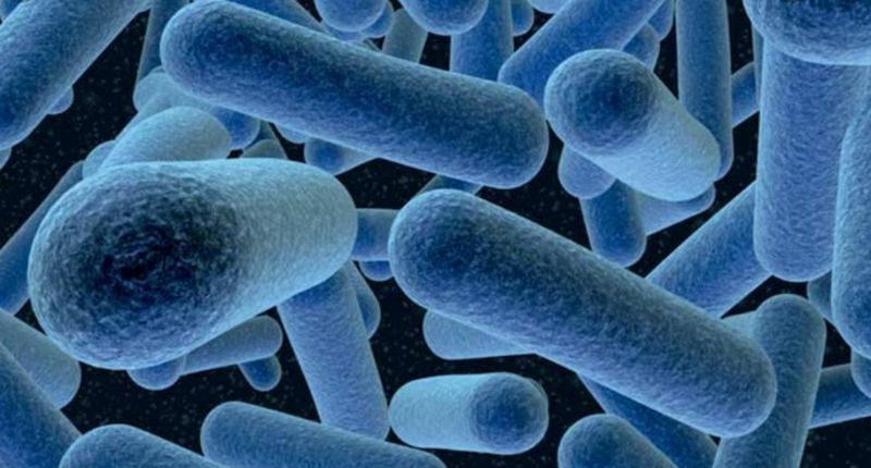 En España confirman 150 casos de listeriosis