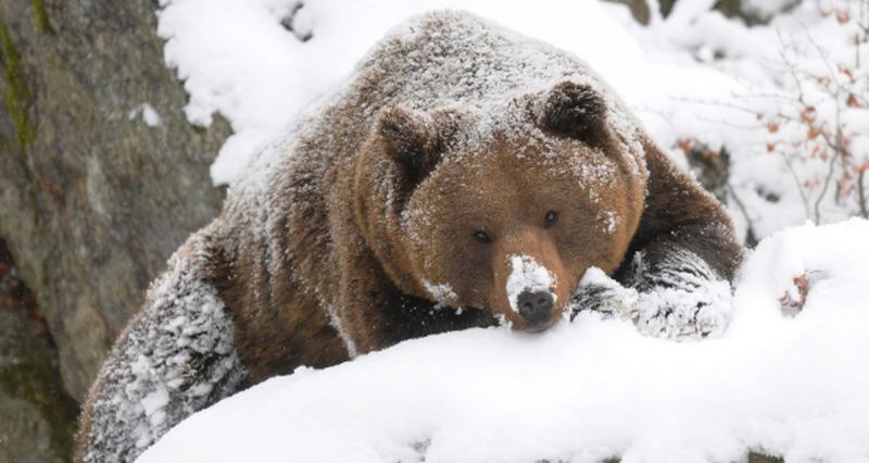 La obesidad saludable de los osos, el superpoder que la ciencia quiere desentrañar