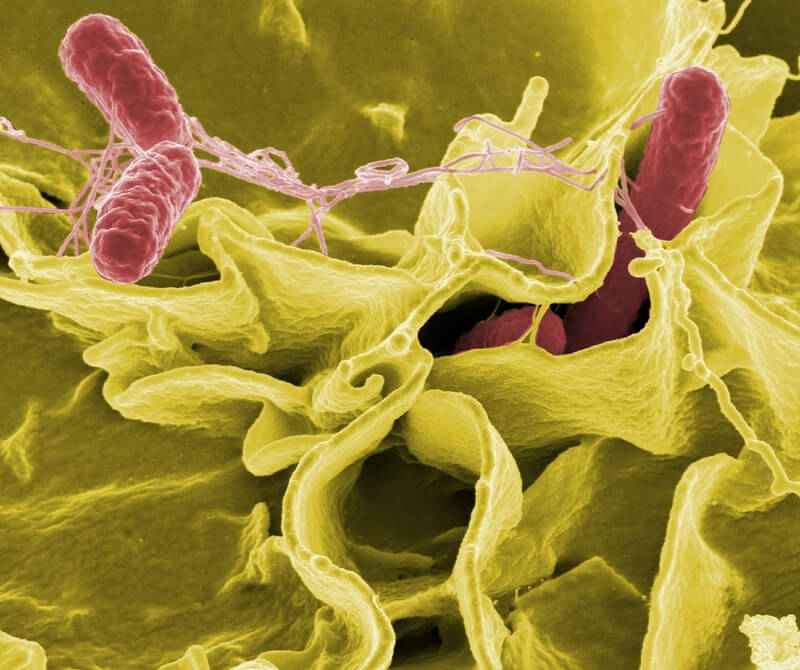 Uno de cada tres brotes alimentarios en la Unión Europea, fueron causados por salmonella