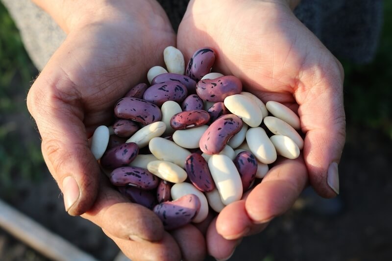 La FAO resaltó el papel crucial de las legumbres para combatir el hambre y lograr una alimentación saludable