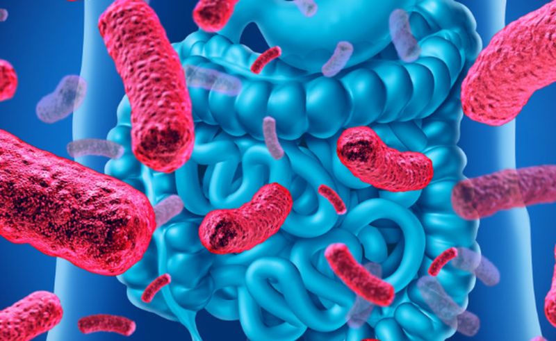 Las bacterias intestinales, ayuda inesperada contra el cáncer