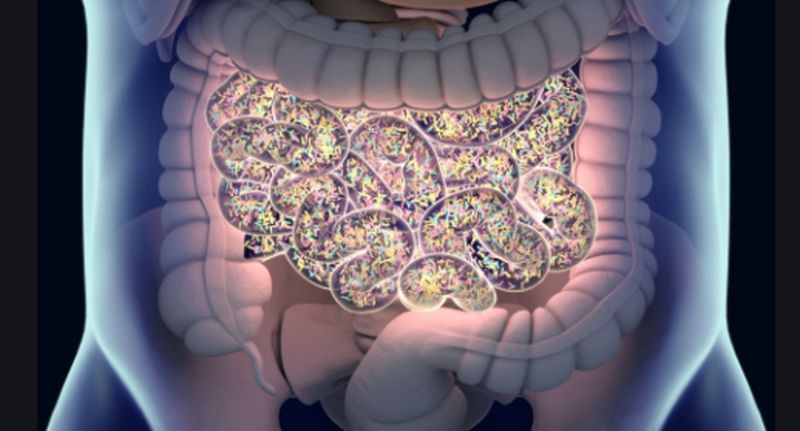 Las dietas cetogénicas alteran el microbioma intestinal