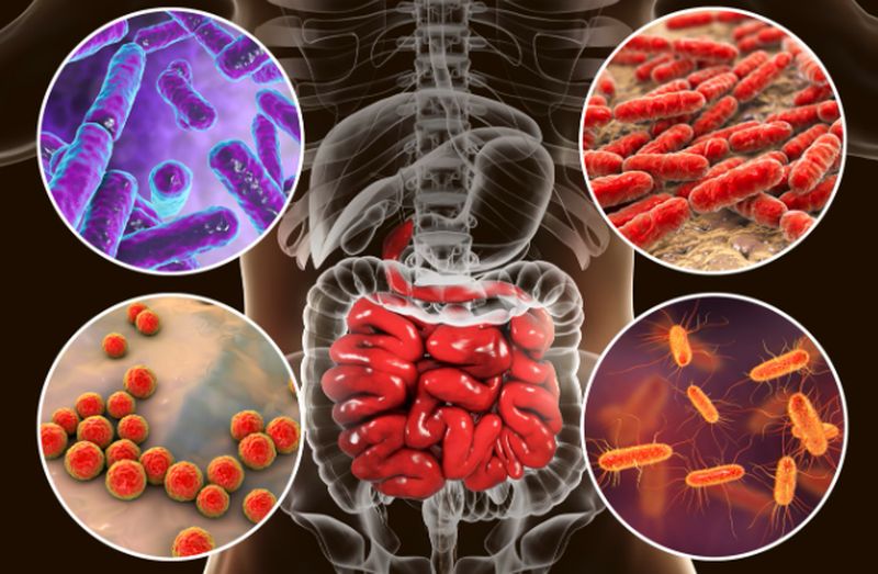 Relación del microbioma intestinal con la obesidad y la diabetes tipo 2