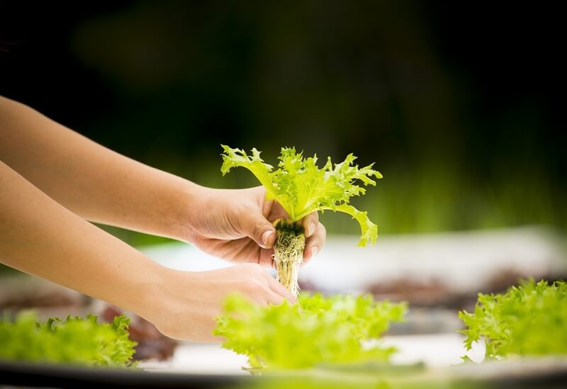 La importancia de los sistemas alimentarios y del medio ambiente en la nutrición