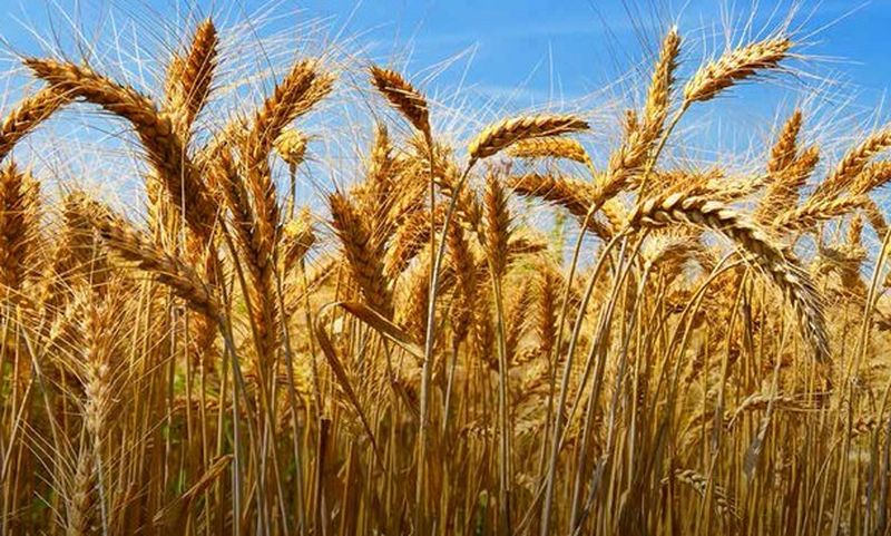 El exceso de nitrógeno en los cultivos de trigo podría explicar la alta prevalencia de la celiaquía, según un nuevo estudio