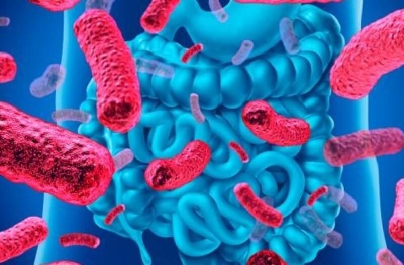 Bacterias intestinales serían claves en la pérdida de peso