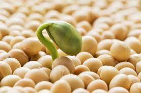 La composición nutricional de la soja vegetal y su potencial para combatir la desnutrición.