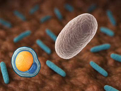 Phascolarctobacterium faecium: potencial probiótico en la prevención y tratamiento de la obesidad