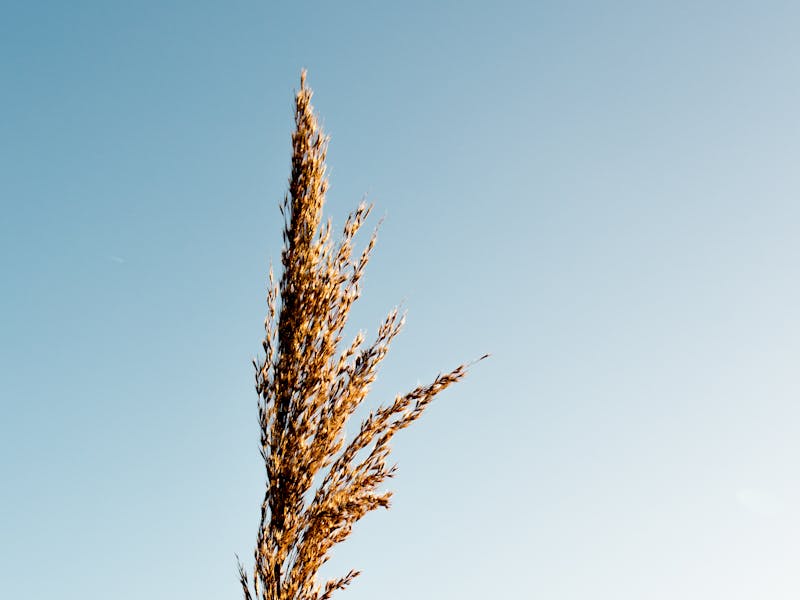 Sensibilidad al gluten y eje intestino-cerebro