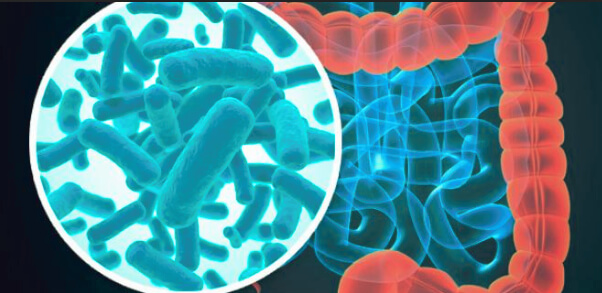 Fibra modula abundancia de bacterias intestinales