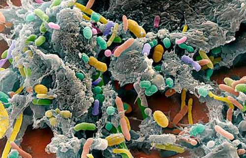 El secreto de la juventud podría estar en los microbios del intestino